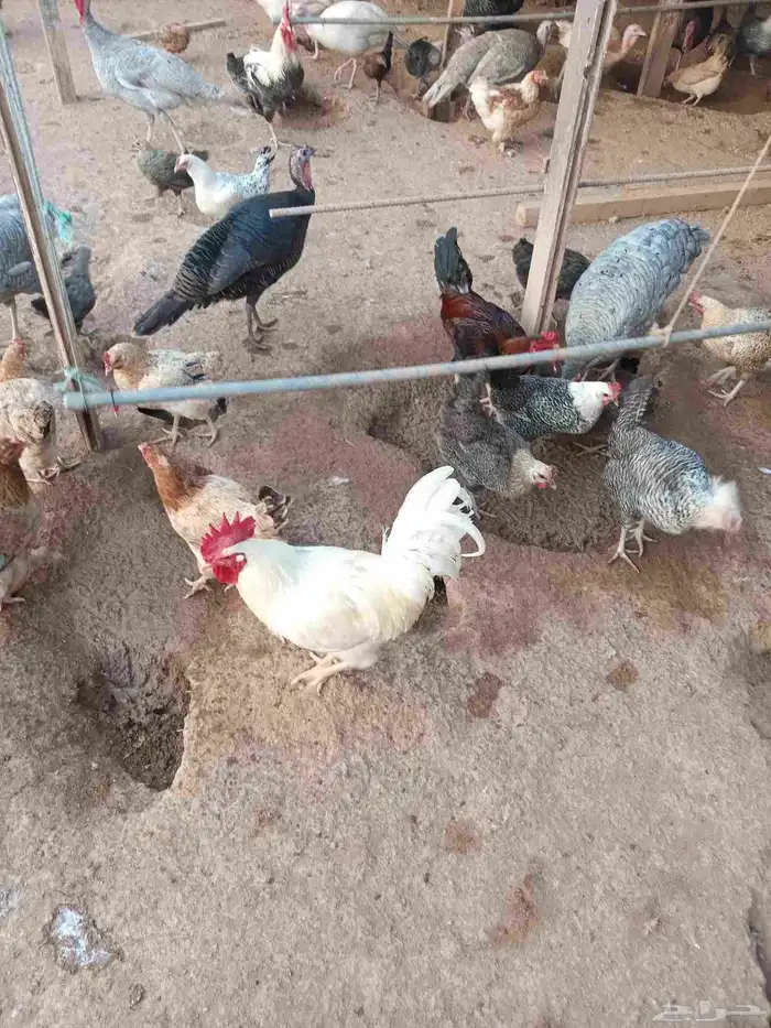 دجاج بلدي وفيومي وفرنسي و ديوك للبيع للتربية والذبح 1