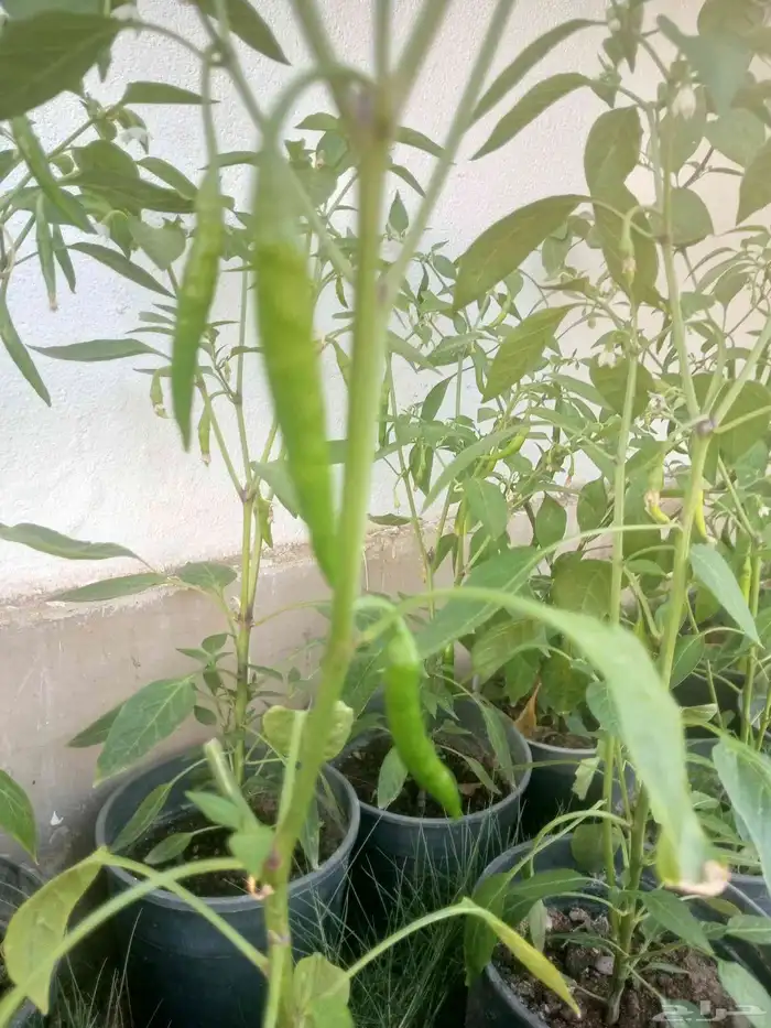 شتلات فلفل حار مثمر 4