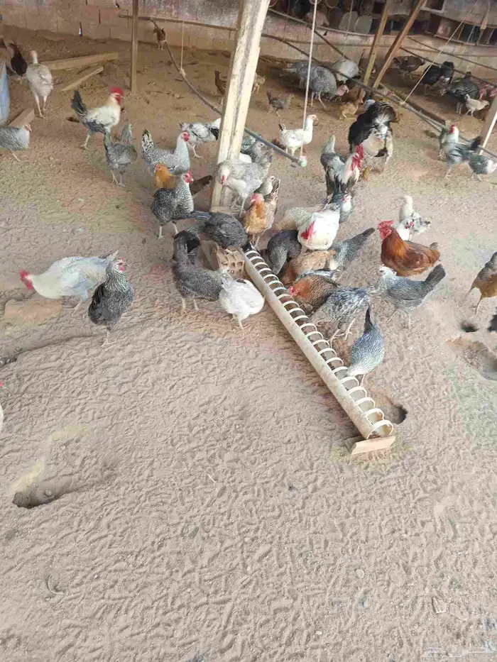 دجاج بلدي وفيومي وفرنسي و ديوك للبيع للتربية والذبح 2