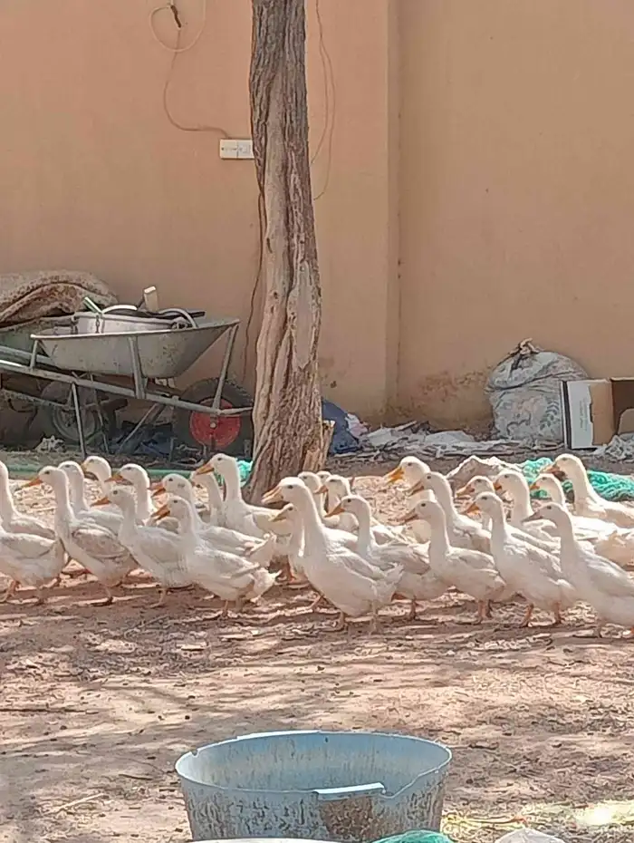 بط بكيني للبيع 2