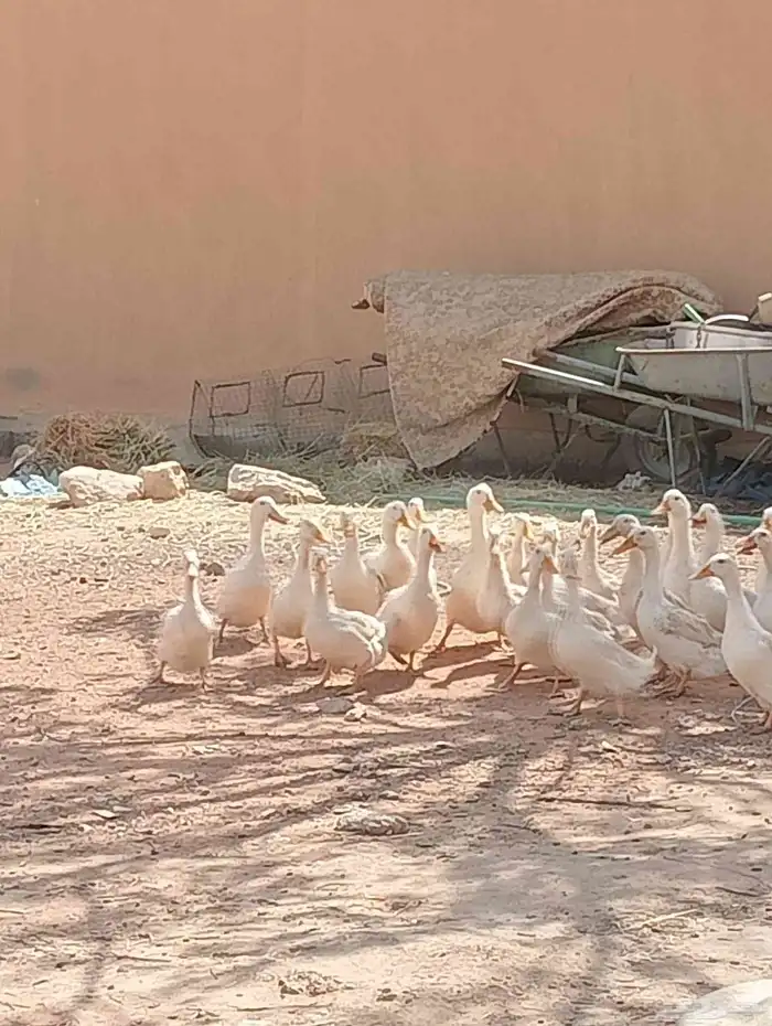بط بكيني للبيع 4