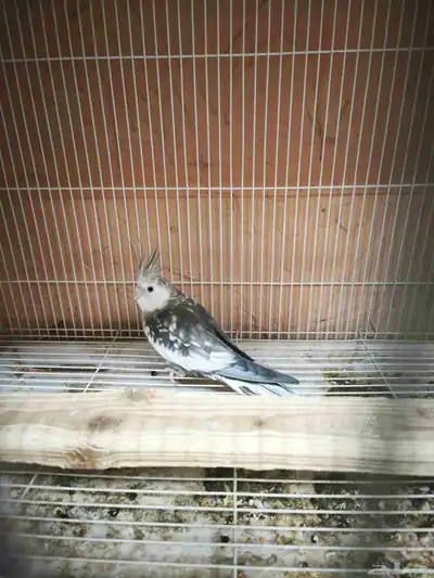 جوز كروان 5