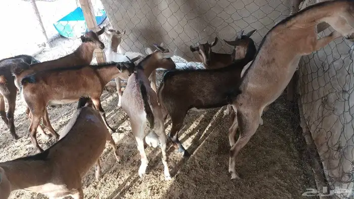 للبيع عدد(9) تيوس جنوبيه مهجن بوعل 2