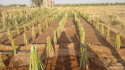 توريد جميع انواع النخل وتكريب جميع انواع الشبوك 6