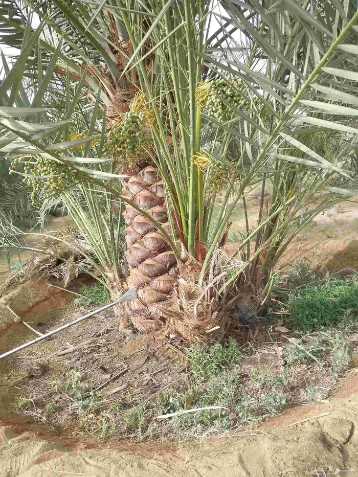 نخل البيع بكافه انواع 1