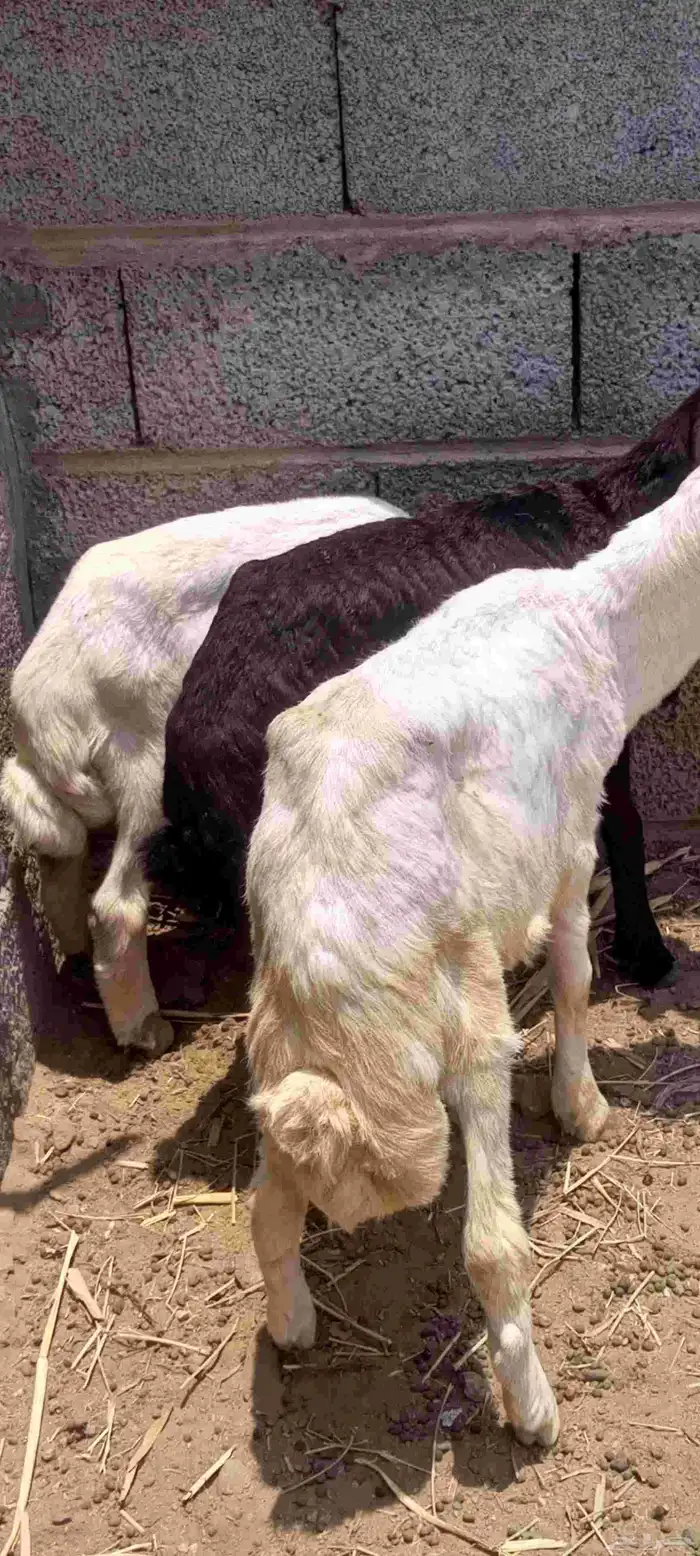 اثنين فران ورخل 1