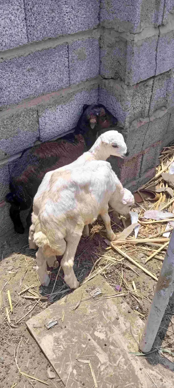اثنين فران ورخل 0