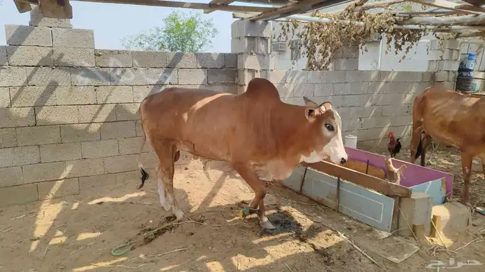 ثور او حسيل 0