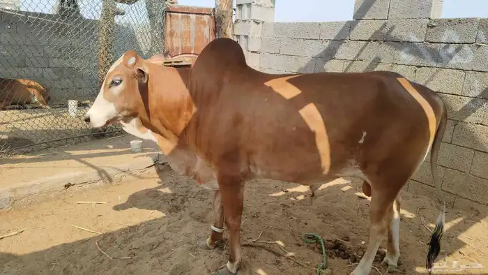ثور او حسيل 3