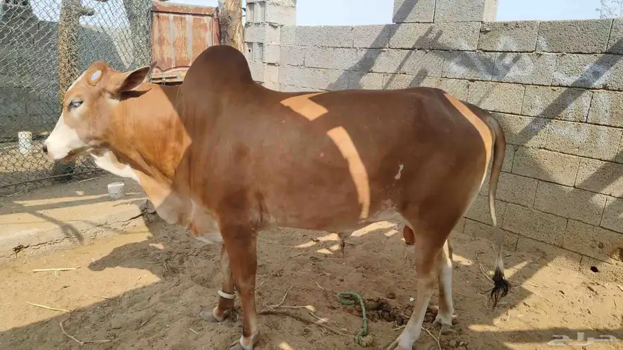 ثور او حسيل 2