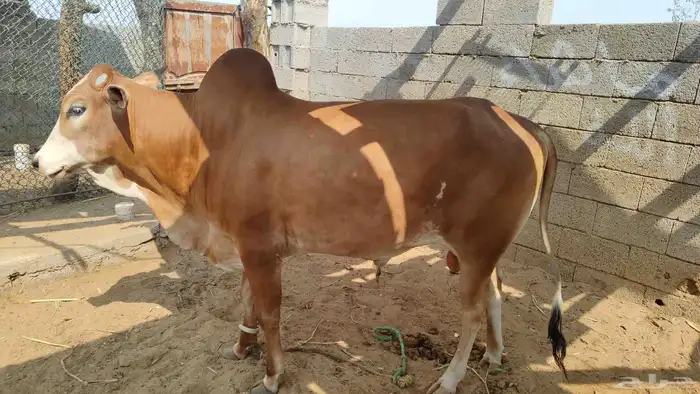 ثور او حسيل 1