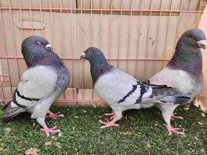 حمام جاينت 2