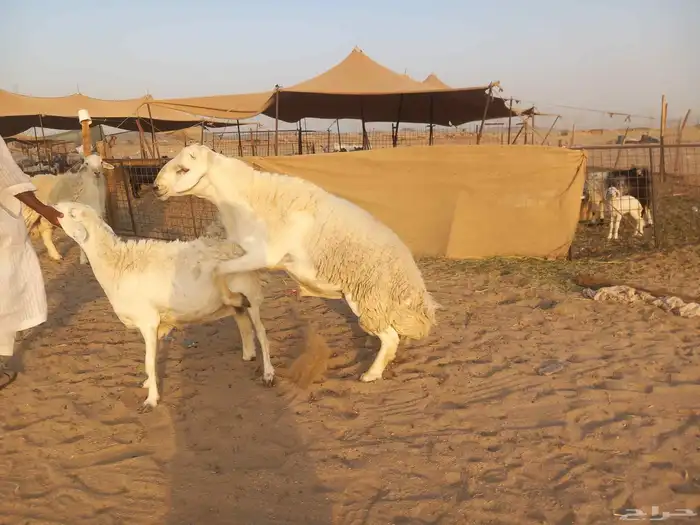 ماشاء الله تبارك الله طليان اثنين فحوله 1