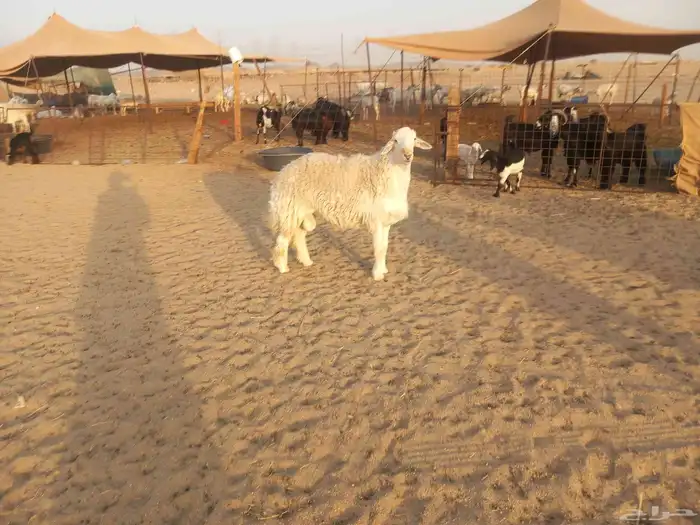 ماشاء الله تبارك الله طليان اثنين فحوله 0