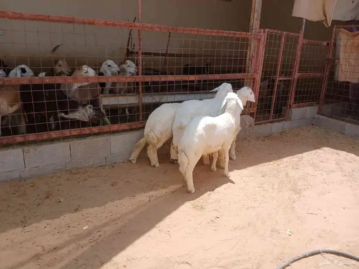 خرفان حريات 3