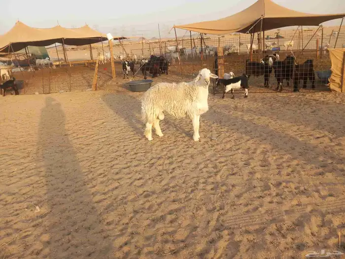 ماشاء الله تبارك الله طليان اثنين فحوله 2