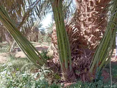 نخل سكري ومسكاني . 2