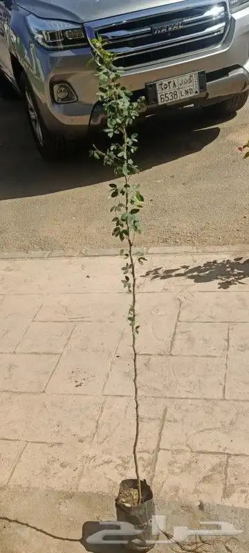 شتلات لوز هندي 0