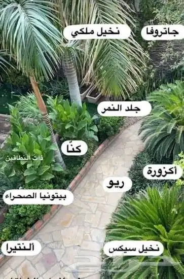 تزيين الحدائق والمنازل بالاشجار والنخيل والنجيل الطبيعي 5