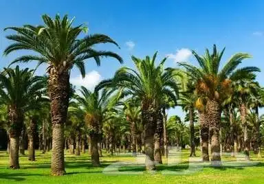 تزيين الحدائق والمنازل بالاشجار والنخيل والنجيل الطبيعي 13