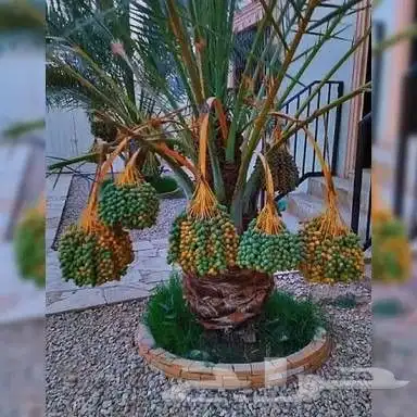 تزيين الحدائق والمنازل بالاشجار والنخيل والنجيل الطبيعي 16