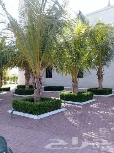 تزيين الحدائق والمنازل بالاشجار والنخيل والنجيل الطبيعي 2
