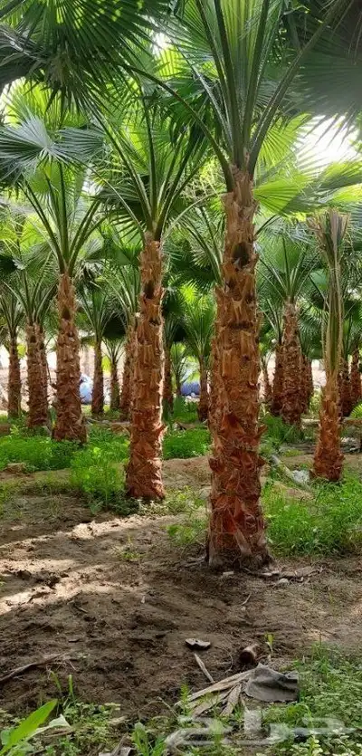 نخل سكري ومسكاني . 3
