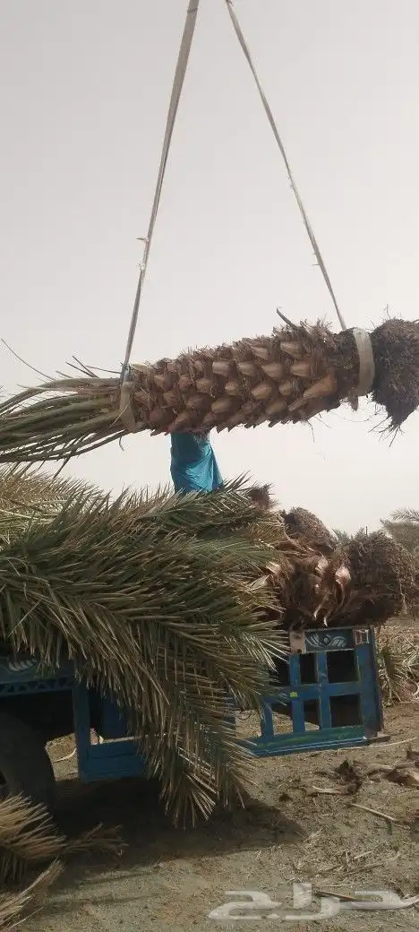 للبيع نخل برني وروثان ومشكلات من مترالا متر ونص 7