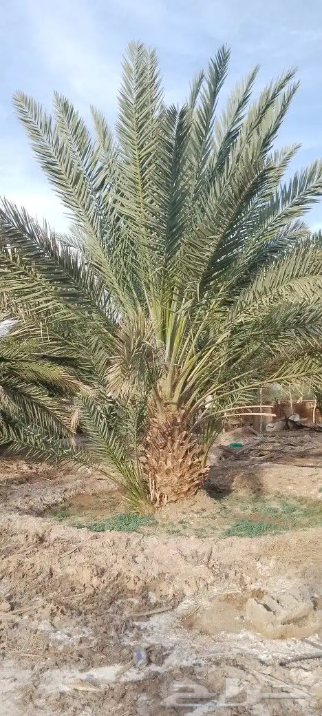 للبيع نخل برني وروثان ومشكلات من مترالا متر ونص 9