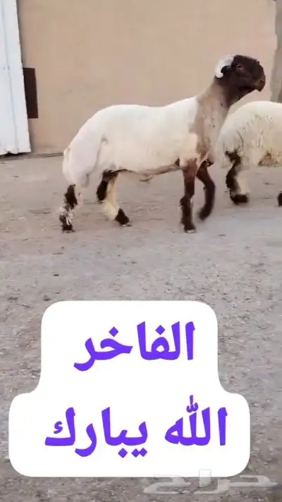 جدع نعيم صنف للبيع 0