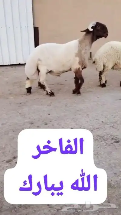 جدع نعيم صنف للبيع 1