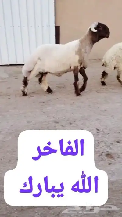 جدع نعيم صنف للبيع 2