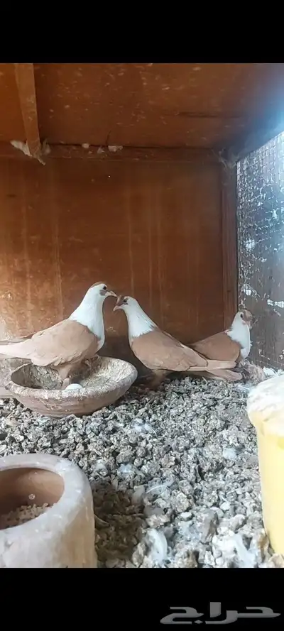 جوز شرخلي منتج 3