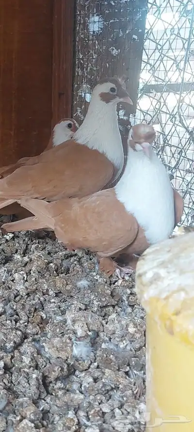 جوز شرخلي منتج 0