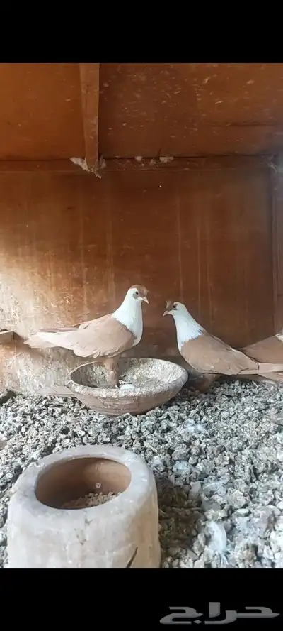 جوز شرخلي منتج 1