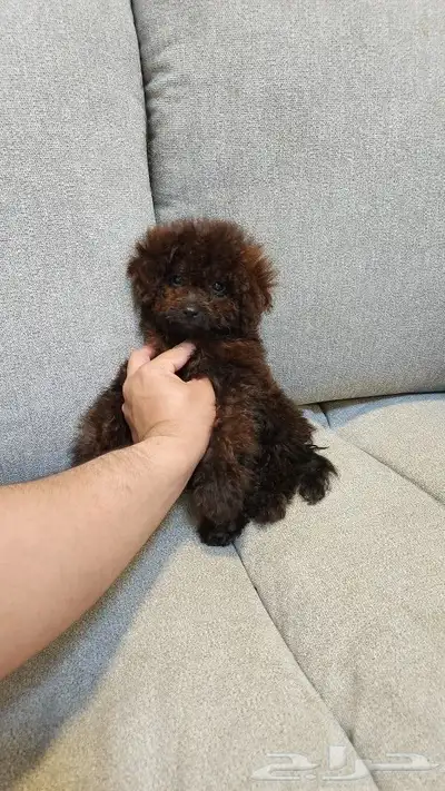 كلاب توي بودل Toy Poodle للبيع 2