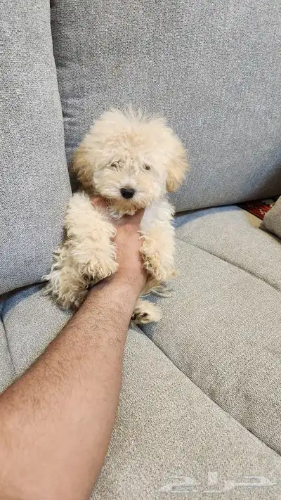 كلاب توي بودل Toy Poodle للبيع 0