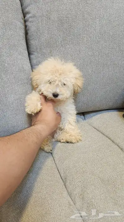 كلاب توي بودل Toy Poodle للبيع 4
