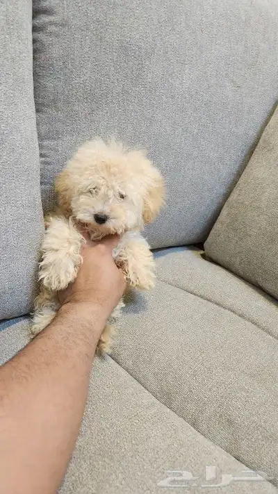 كلاب توي بودل Toy Poodle للبيع 1