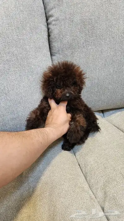 كلاب توي بودل Toy Poodle للبيع 3