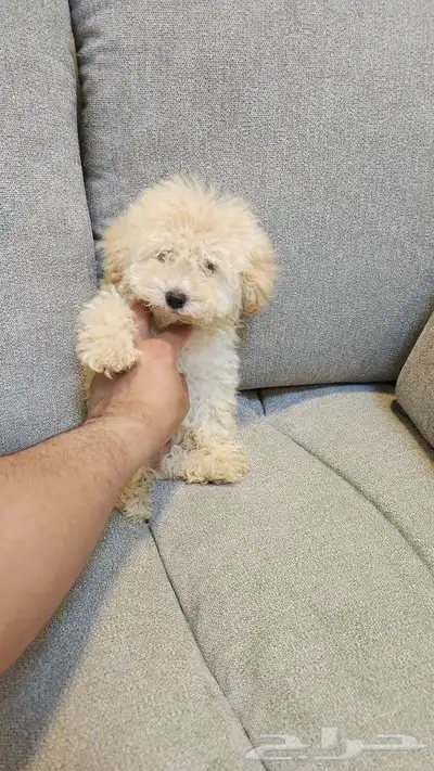 كلاب توي بودل Toy Poodle للبيع 5