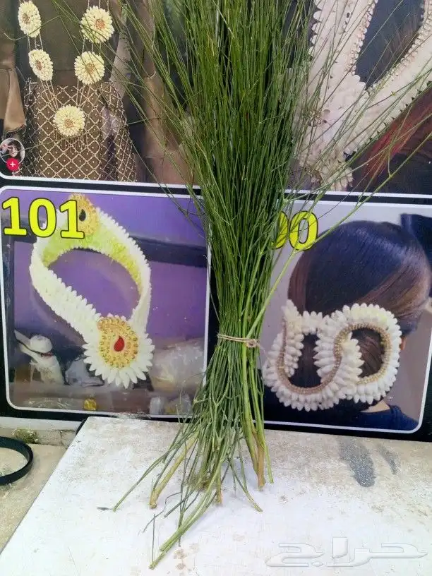 المرخ الجيزاني طازج الأخضر الجديد الحله الرياض 1