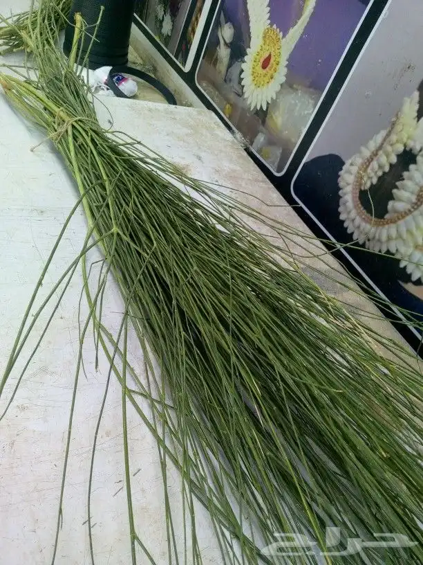 المرخ الجيزاني طازج الأخضر الجديد الحله الرياض 0