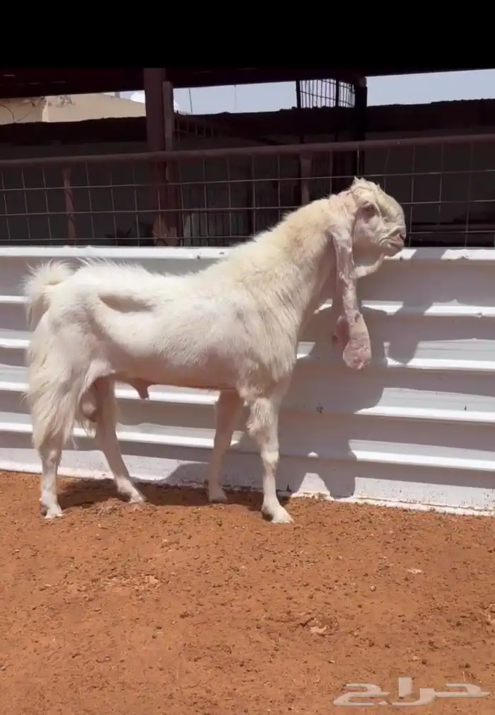 فحل مطور ابرص خصصصم 0