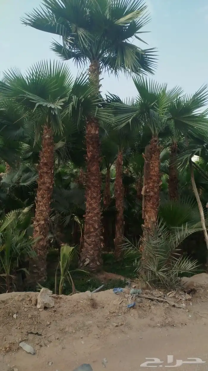 نخل واشنطني للبيع 4