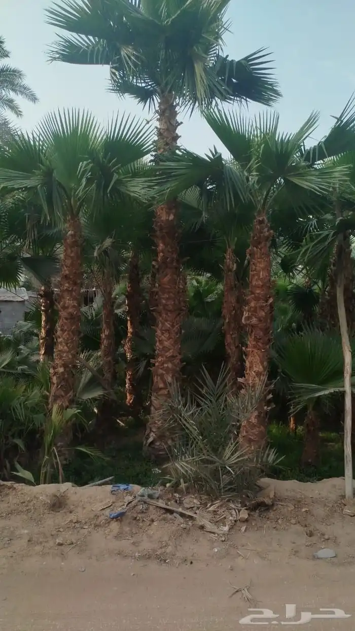 نخل واشنطني للبيع 3