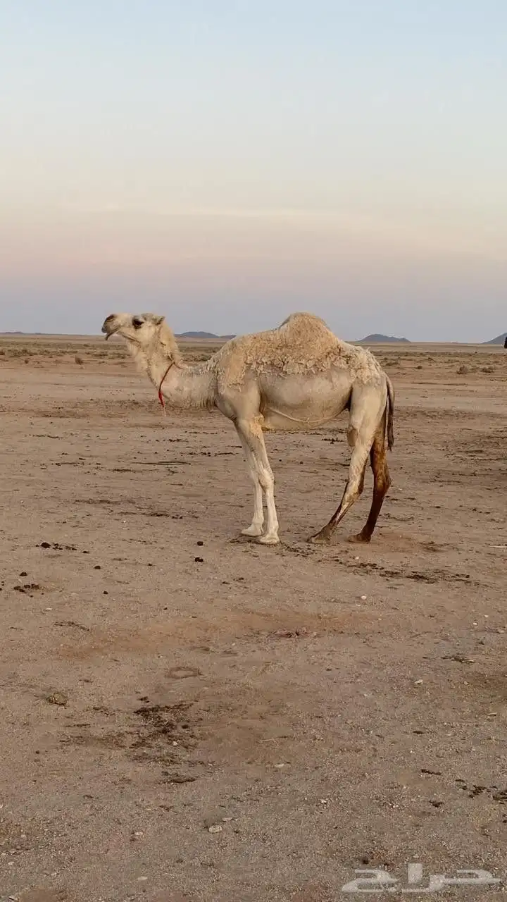 بكره حايل توها تدخل رباع مناسبه للزواجات ماقدت ولدت . 0