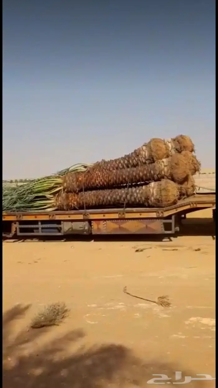 نخل البيع بكافه انواع 9