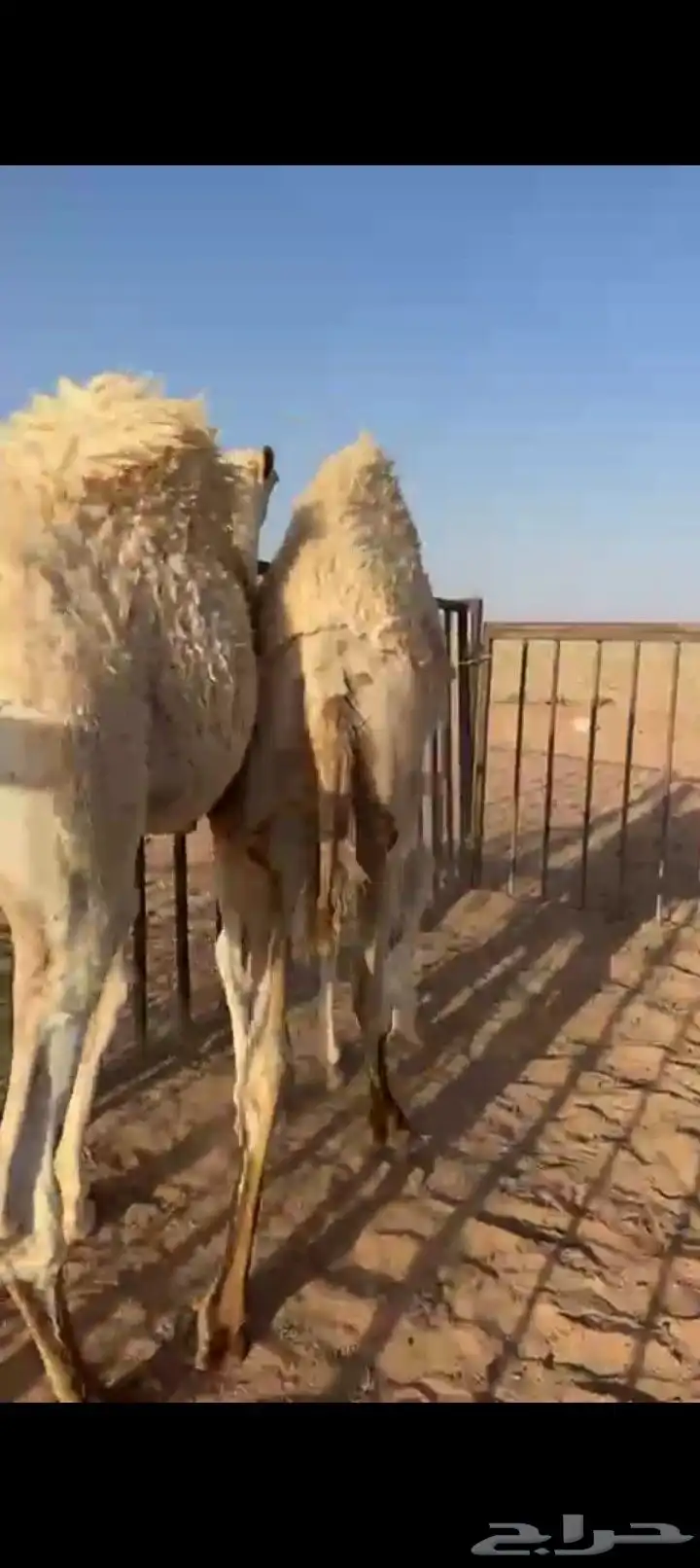 حشو البيع الباني 1