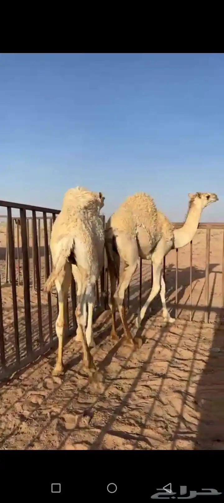 حشو البيع الباني 0